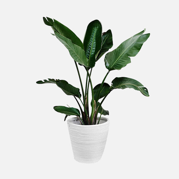 پرنده بهشتی